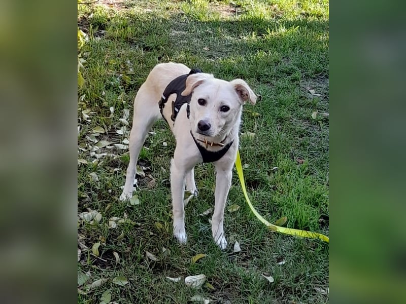 Eine zarte Seele auf vier Pfoten sucht seine passenden Menschen (Henry 3 J., kastr.)