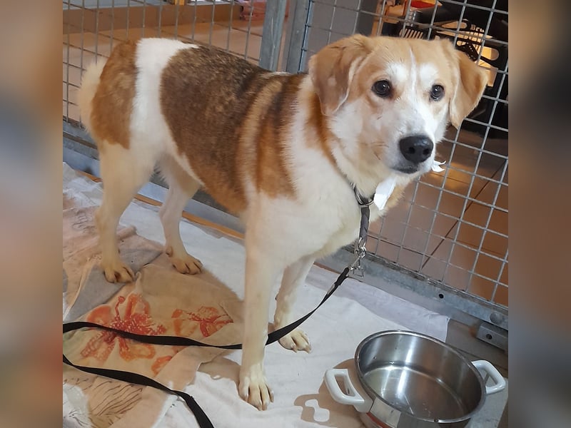 Angsthäschen Hündin kastr., 4 J., sucht sensibles Traumzuhause