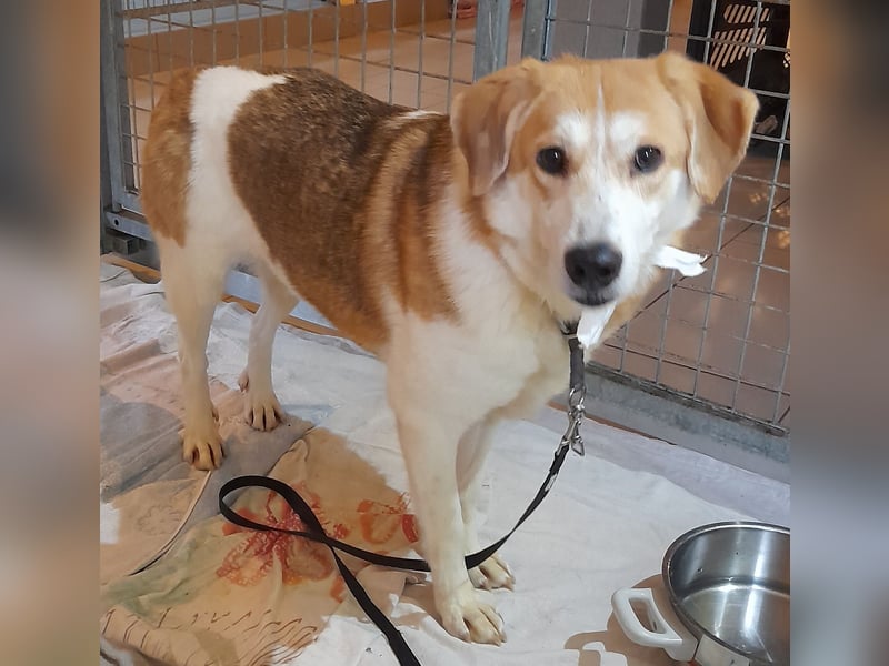 Angsthäschen Hündin kastr., 4 J., sucht sensibles Traumzuhause