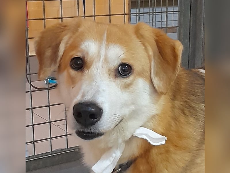 Angsthäschen Hündin kastr., 4 J., sucht sensibles Traumzuhause