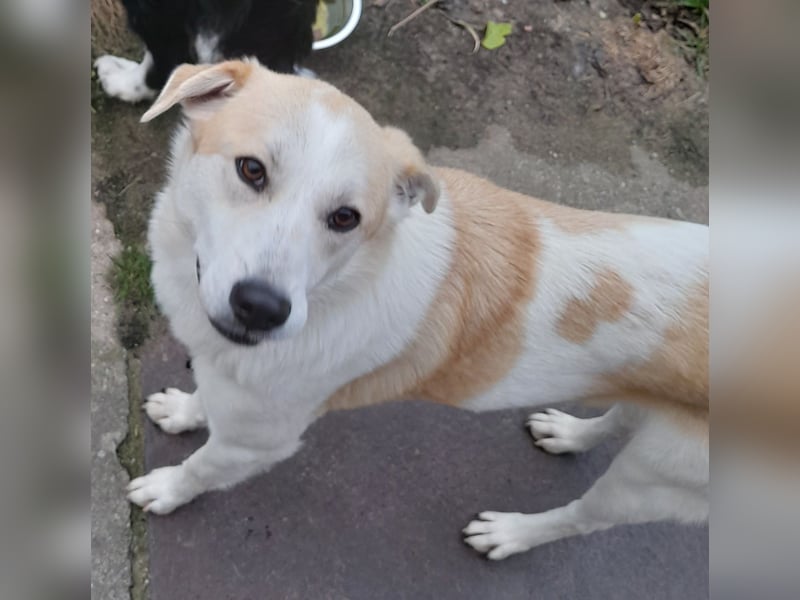 fröhliche Kessy 1 J. kastr. sucht ihre Herzensmenschen fröhliche Kessy 1 J. kastr. sucht ihre Herzensmenschen