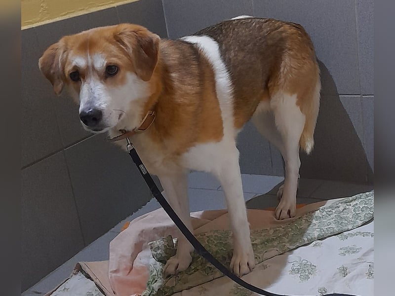 Angsthäschen Hündin kastr., 4 J., sucht sensibles Traumzuhause