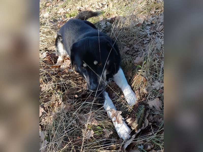 fröhlicher Benno 3 J. kastr., sucht sein Traumzuhause