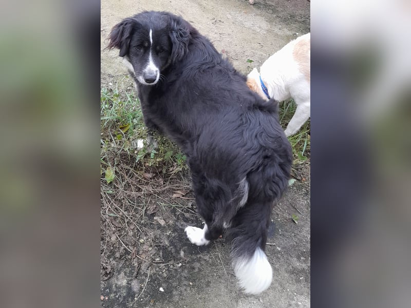 Knutschkugel Betty 2 J.  kastr., sucht ihr Traumzuhause