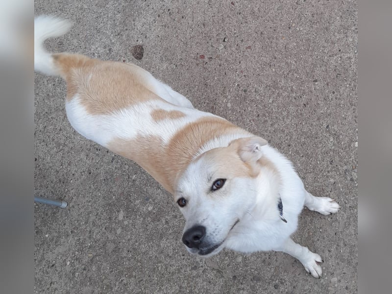 fröhliche Kessy 1 J. kastr. sucht ihre Herzensmenschen fröhliche Kessy 1 J. kastr. sucht ihre Herzensmenschen