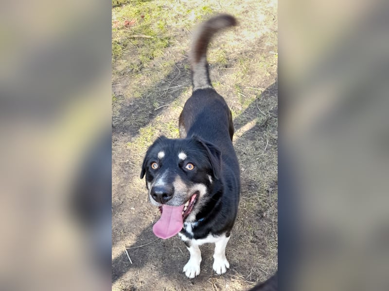 fröhlicher Benno 3 J. kastr., sucht sein Traumzuhause