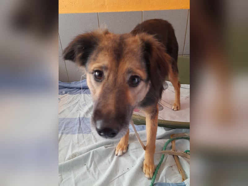 MONA 1 J. jung und noch schüchtern sucht Traumzuhause
