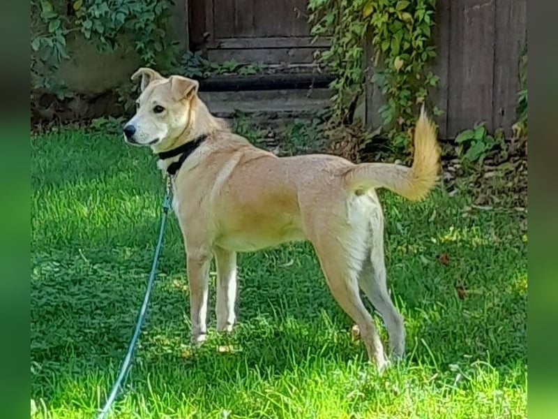 Fröhlicher und aufgeweckter 1 J. Hundebub FELIX sucht sein Traumzuhause !
