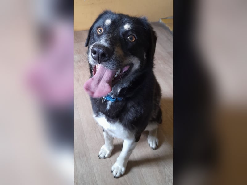 fröhlicher Benno 3 J. kastr., sucht sein Traumzuhause