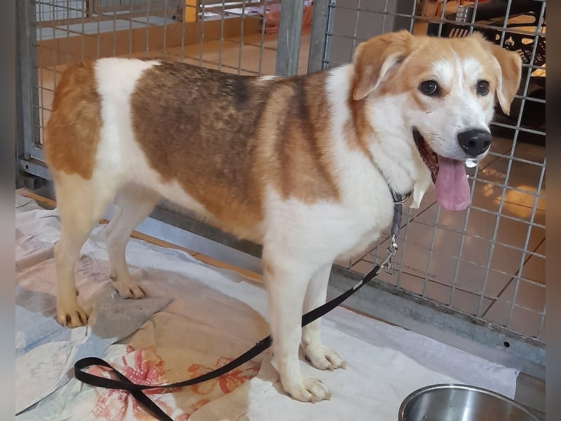 Angsthäschen Hündin kastr., 4 J., sucht sensibles Traumzuhause