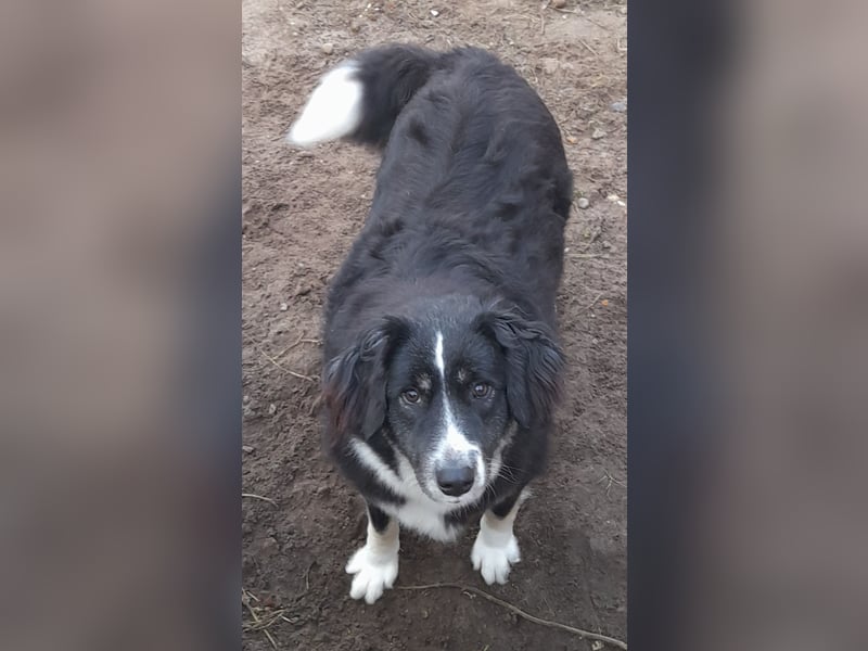 Knutschkugel Betty 3 J.  kastr., sucht ihr Traumzuhause