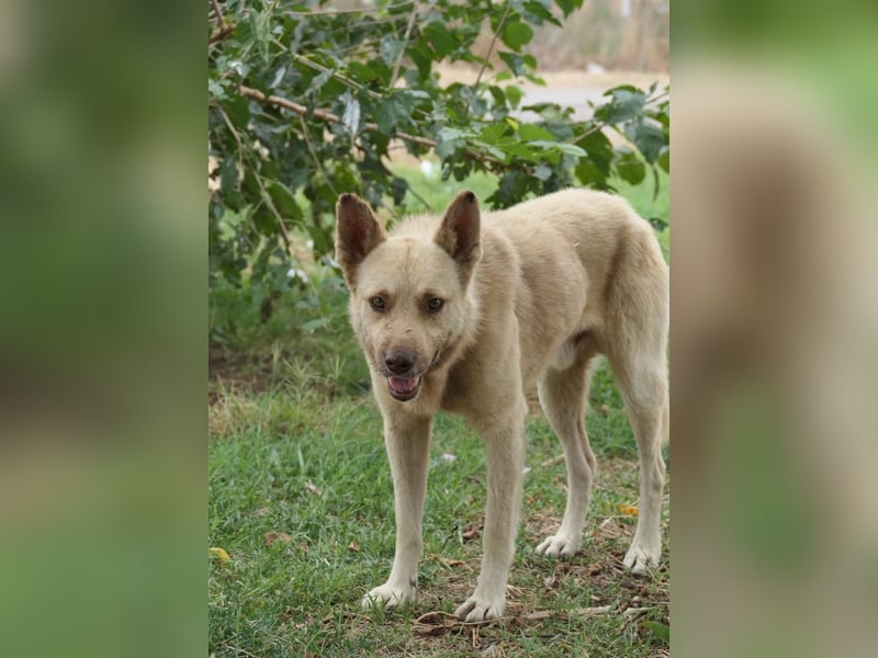 Thiago, zarte Seele wartet auf liebevolle Menschen