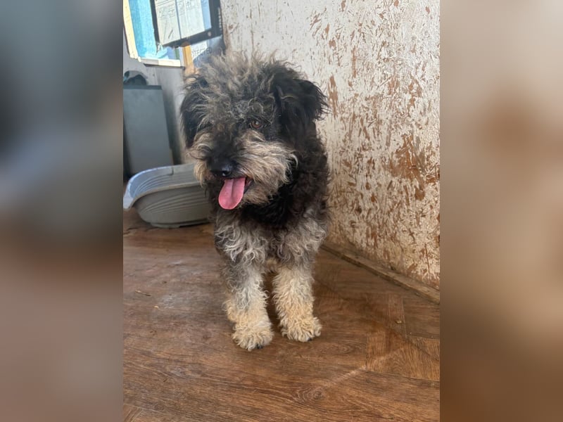 Shaggy unsere süße Fusselmaus sucht Menschen die sie lieb haben