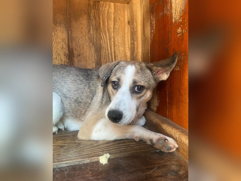 JUDY - skeptische Junghündin sucht ihre große Chance