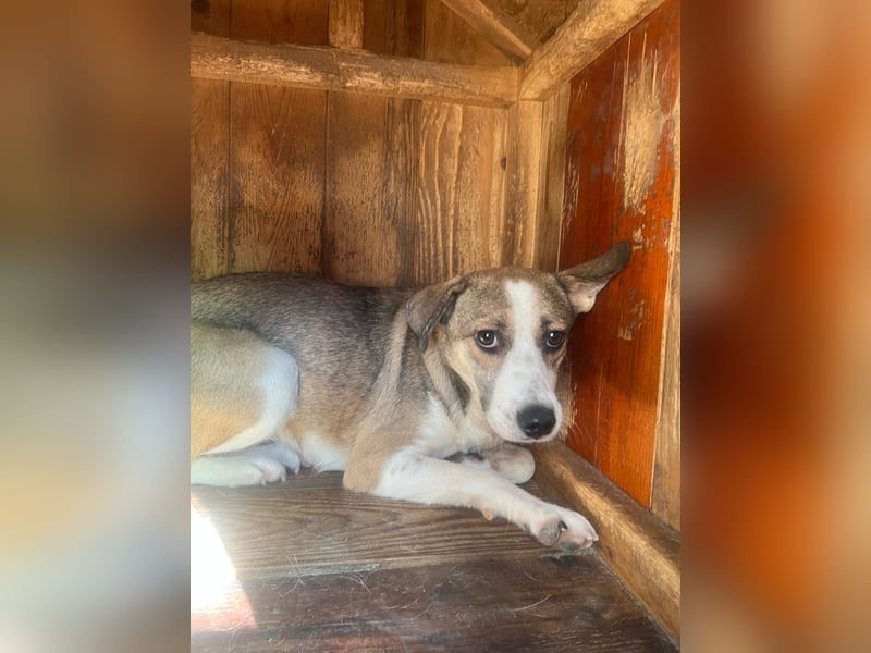 JUDY - skeptische Junghündin sucht ihre große Chance