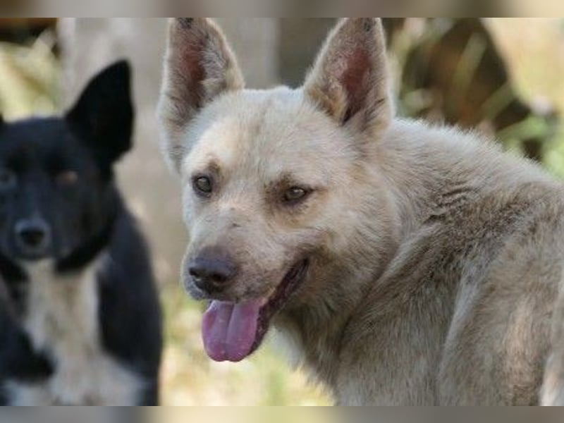 sanfter, schüchterner Thiago