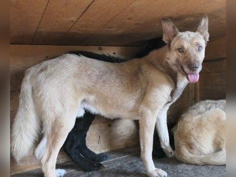 sanfter, schüchterner Thiago