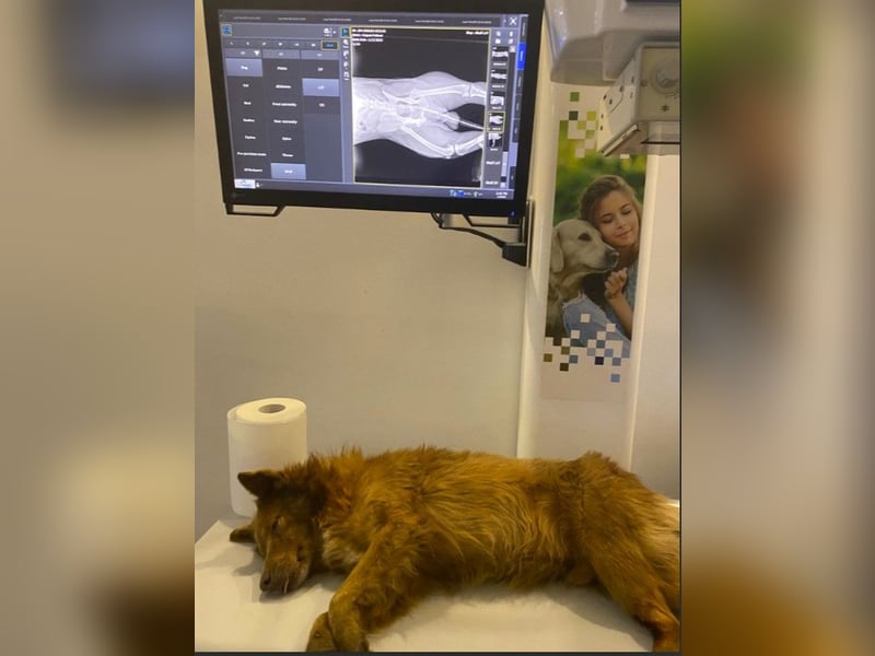 Kasper wartet auf seine Herzensmenschen die ihm zeigen, dass es sich lohnt Menschen zu Vertrauen