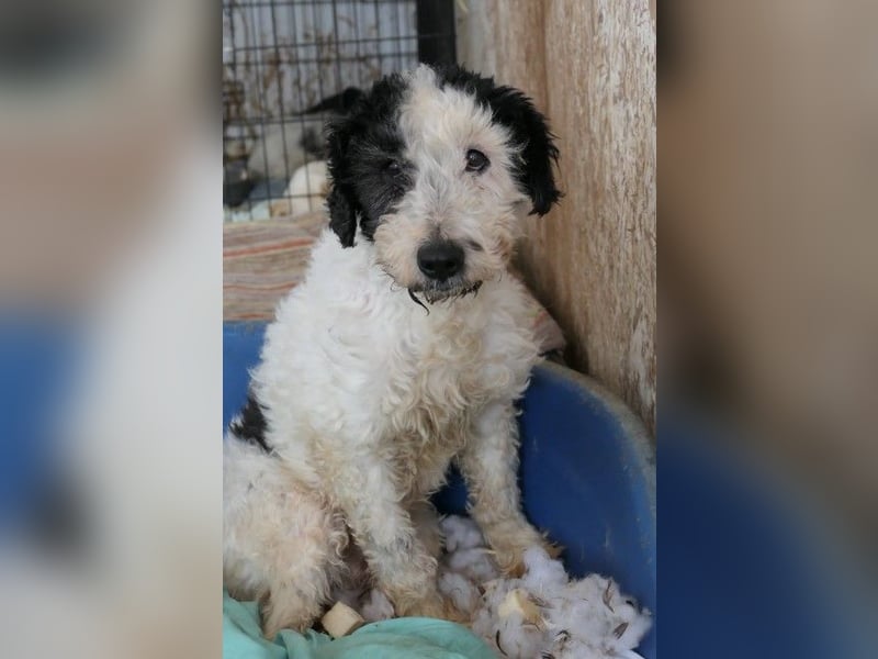 PIPO - hübscher Rüde sucht einfühlsames Zuhause