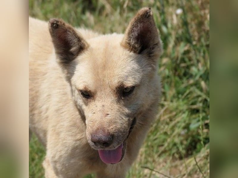 sanfter, schüchterner Thiago
