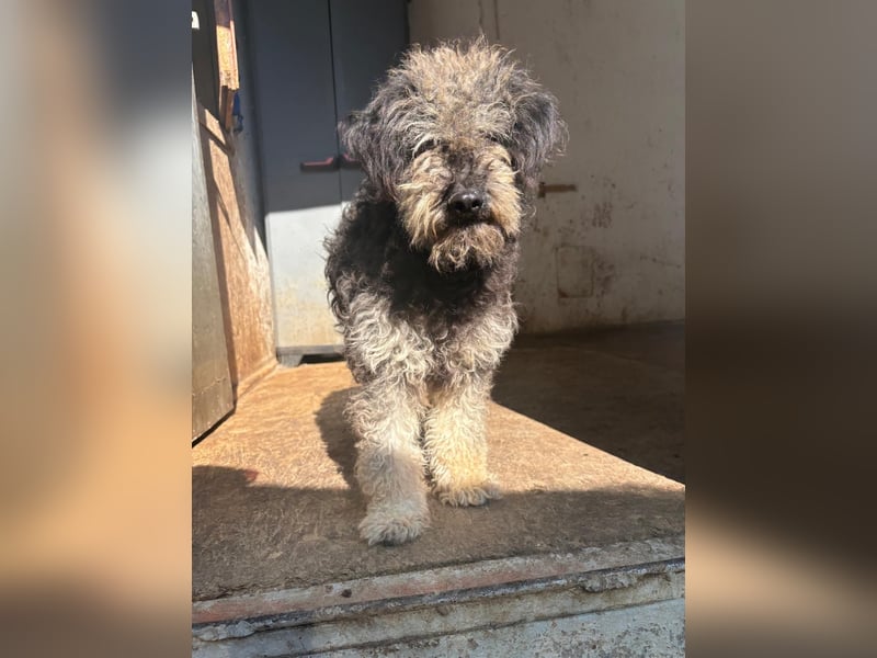 Shaggy unsere süße Fusselmaus sucht Menschen die sie lieb haben