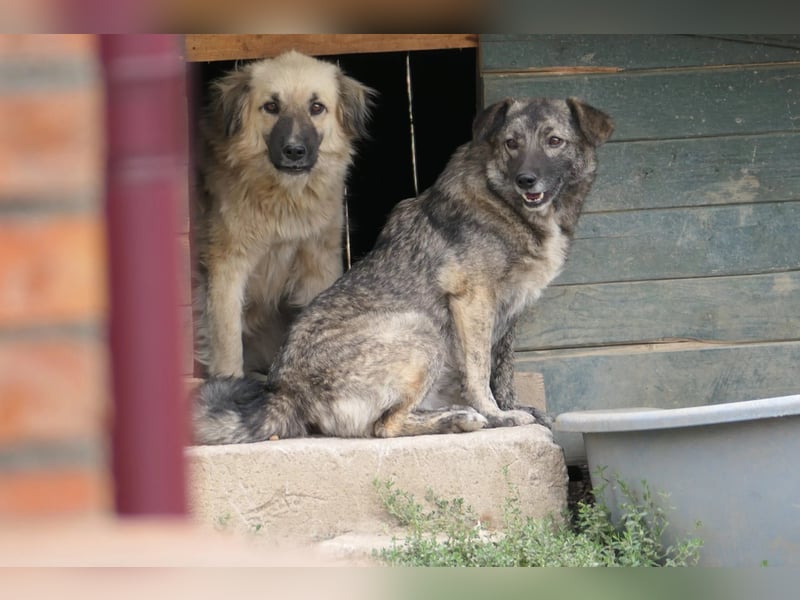 BONNIE - sanfte Hündin sucht liebevolles Zuhause