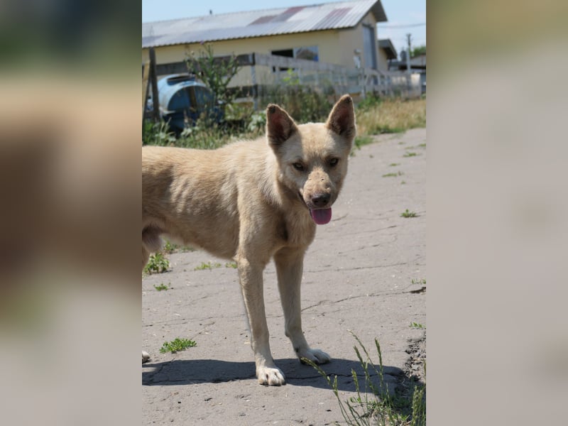 Thiago, zarte Seele wartet auf liebevolle Menschen