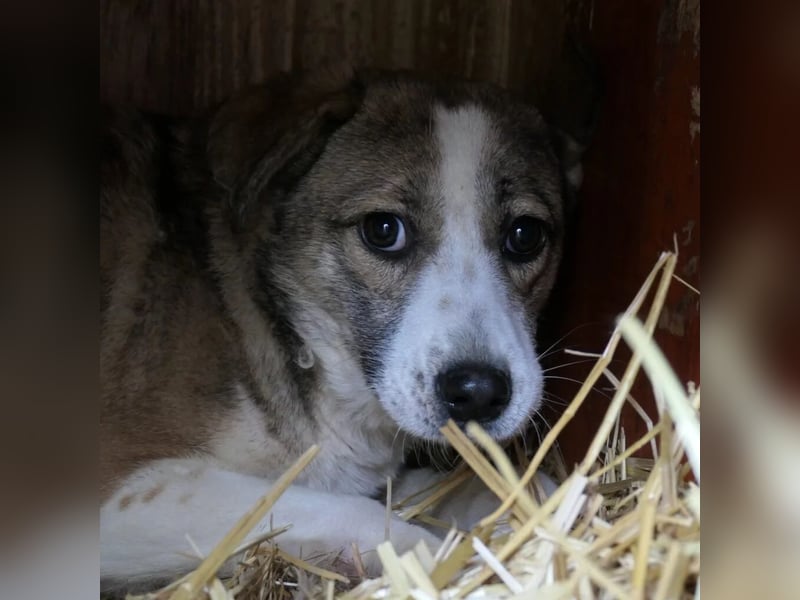 JUDY - skeptische Junghündin sucht ihre große Chance