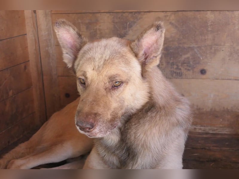 Thiago, zarte Seele wartet auf liebevolle Menschen