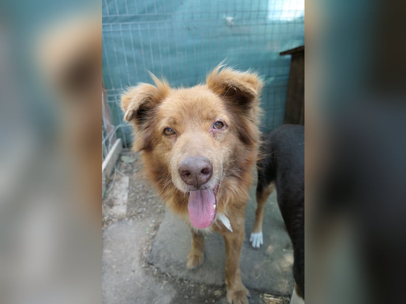 Kasper wartet auf seine Herzensmenschen die ihm zeigen, dass es sich lohnt Menschen zu Vertrauen