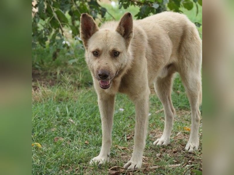 sanfter, schüchterner Thiago