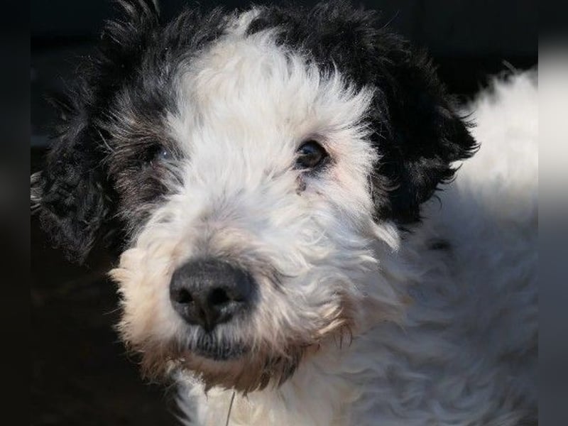 PIPO - hübscher Rüde sucht einfühlsames Zuhause