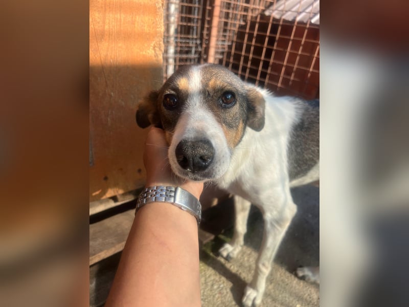 PRINCESS - sanfte, verschmuste & zauberhafte Hündin