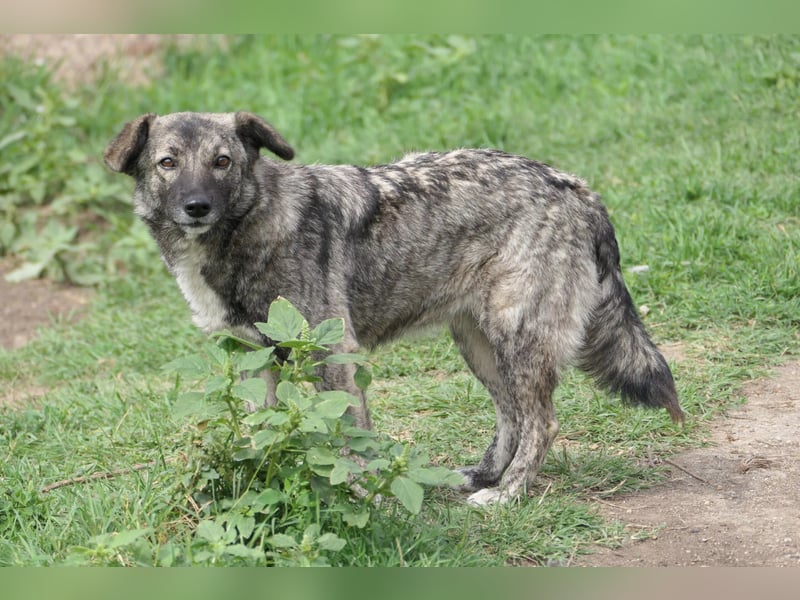 BONNIE - sanfte Hündin sucht liebevolles Zuhause