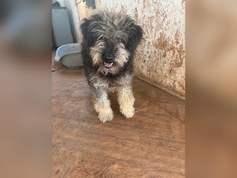 Shaggy unsere süße Fusselmaus sucht Menschen die sie lieb haben