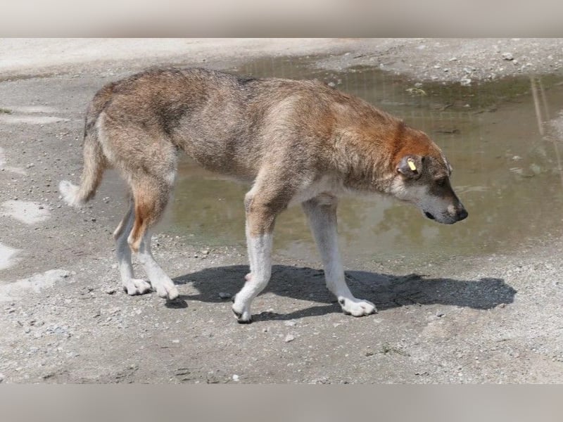ängstliche Nika sucht geduldige Menschen