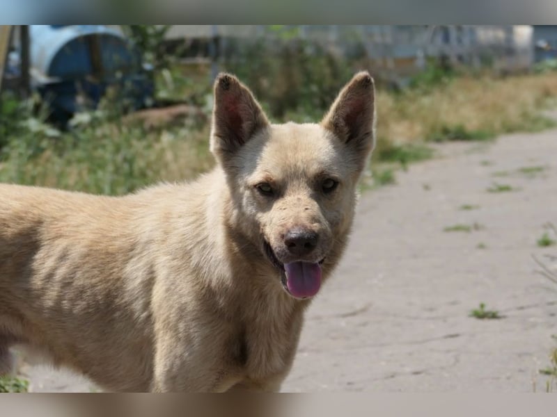 Thiago, zarte Seele wartet auf liebevolle Menschen