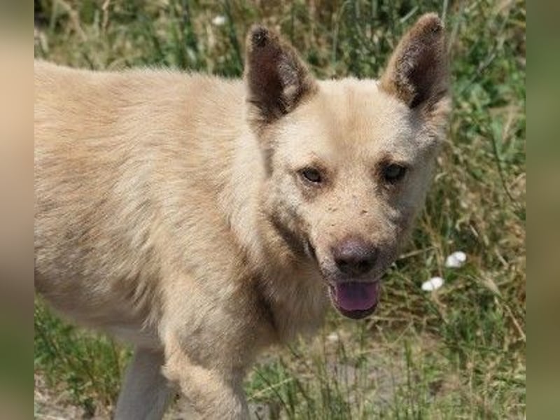 sanfter, schüchterner Thiago