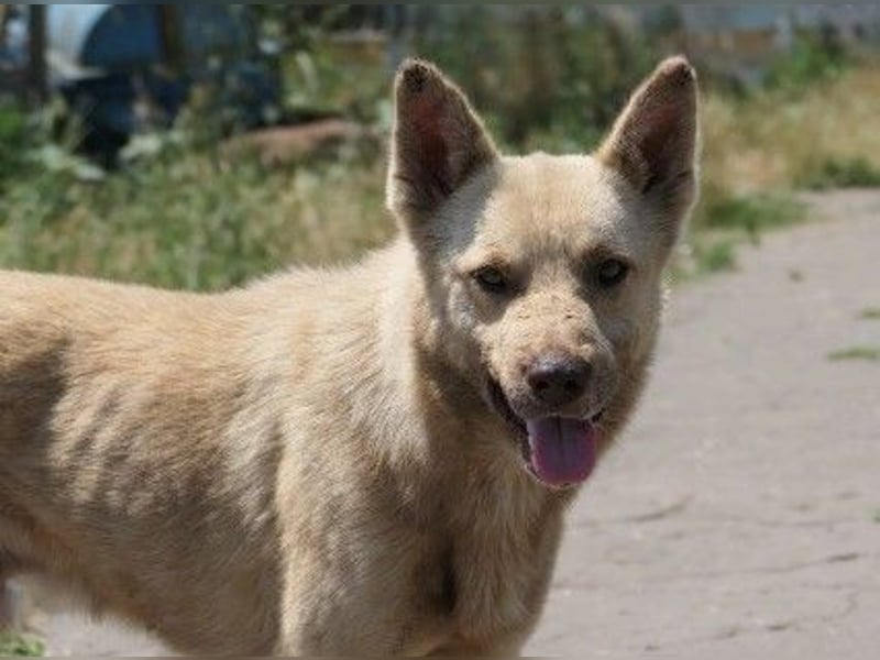 sanfter, schüchterner Thiago