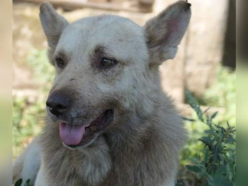 sanfter, schüchterner Thiago