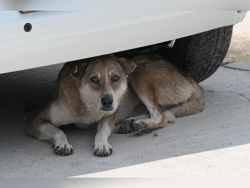 schüchterne Nika sucht ihre Menschen