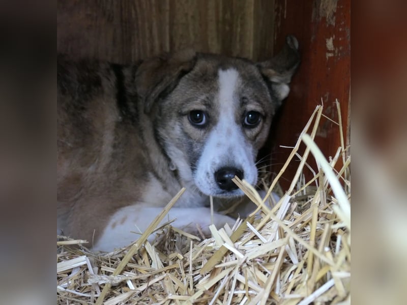 JUDY - skeptische Junghündin sucht ihre große Chance