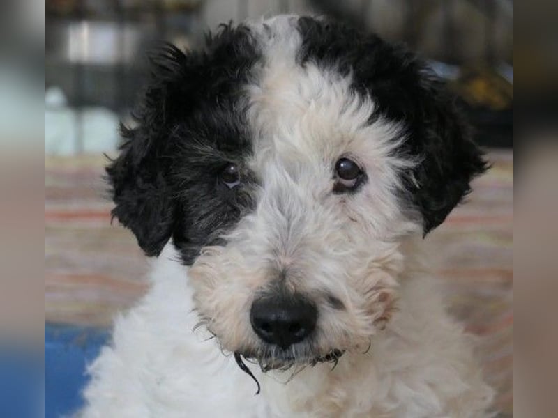 PIPO - hübscher Rüde sucht einfühlsames Zuhause