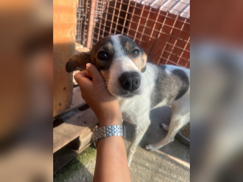 PRINCESS - sanfte, verschmuste & zauberhafte Hündin