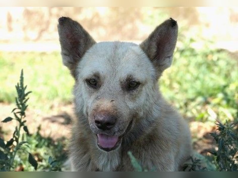 sanfter, schüchterner Thiago