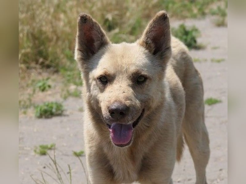 sanfter, schüchterner Thiago