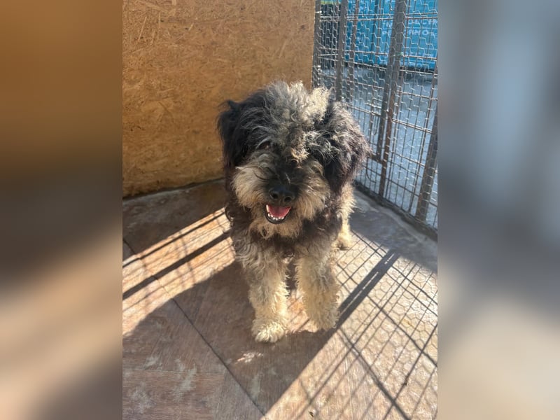 Shaggy unsere süße Fusselmaus sucht Menschen die sie lieb haben