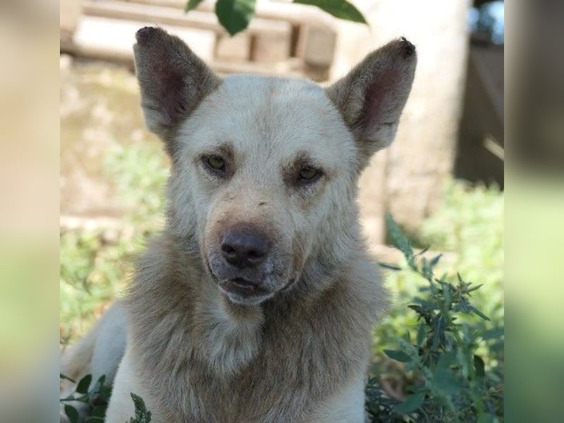 sanfter, schüchterner Thiago