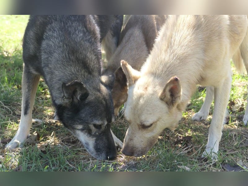 Thiago, zarte Seele wartet auf liebevolle Menschen