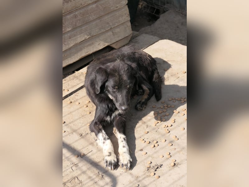 Amal sucht seine Menschen